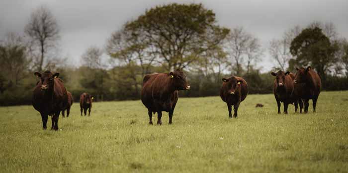 The Dorset Meat Company