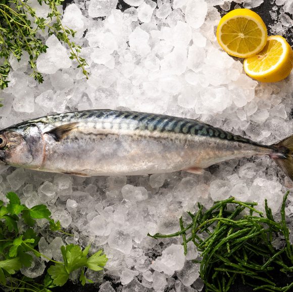fresh whole mackerel
